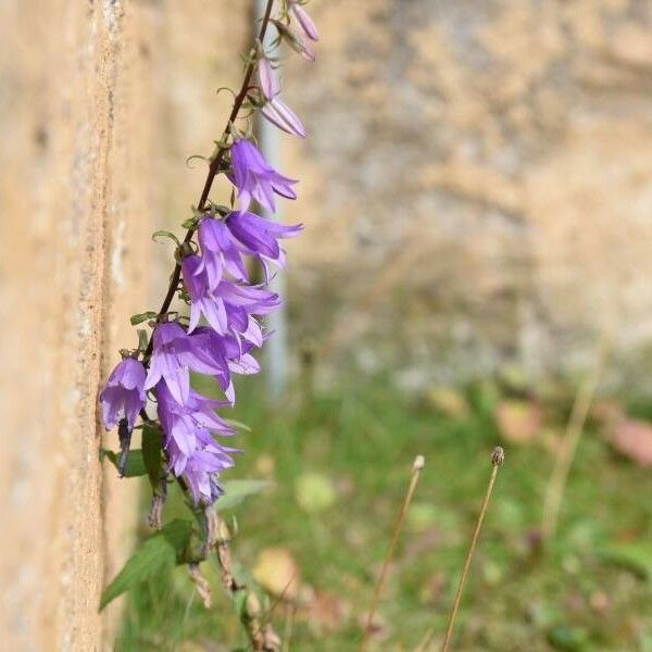 Campanula rapunculoides Flower