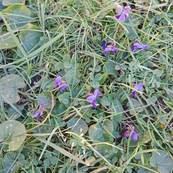 Viola odorata 形態