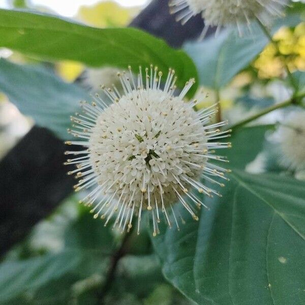 Cephalanthus occidentalis Blüte