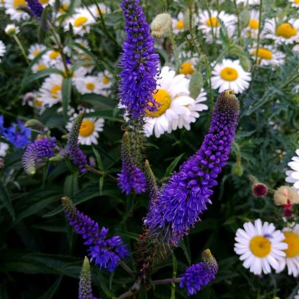 Veronica spicata Цвят