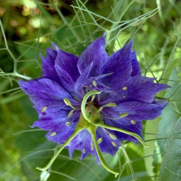 Nigella damascena Virág
