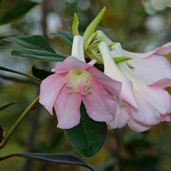 Rhododendron madulidii 花