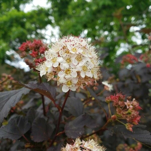 Physocarpus opulifolius Blüte