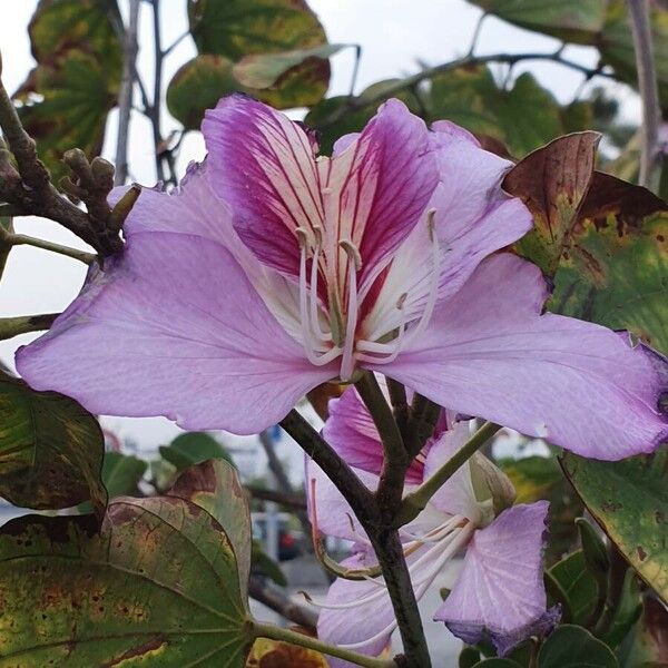 Bauhinia variegata Fleur