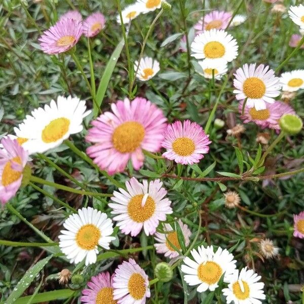 Erigeron karvinskianus Цвят