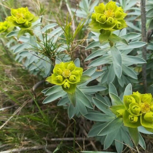 Euphorbia nicaeensis Habit