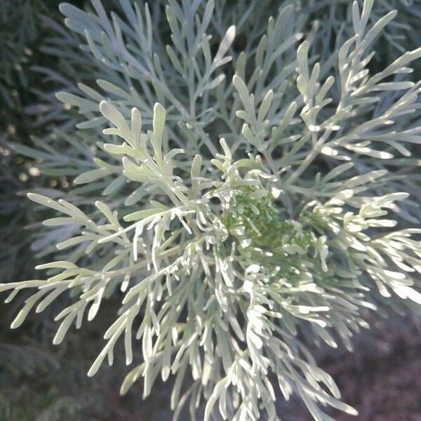 Artemisia arborescens Blad