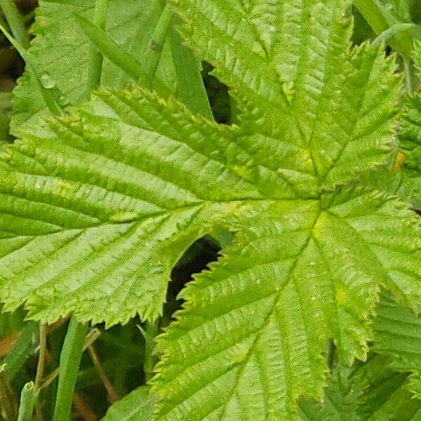 Filipendula ulmaria Leaf