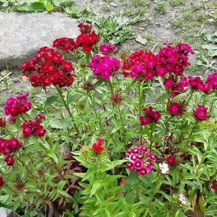 Dianthus barbatus ᱵᱟᱦᱟ