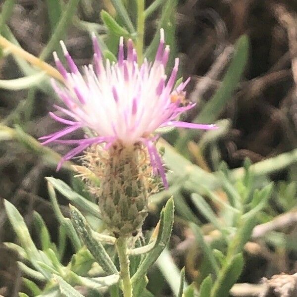 Centaurea hyssopifolia Цвят