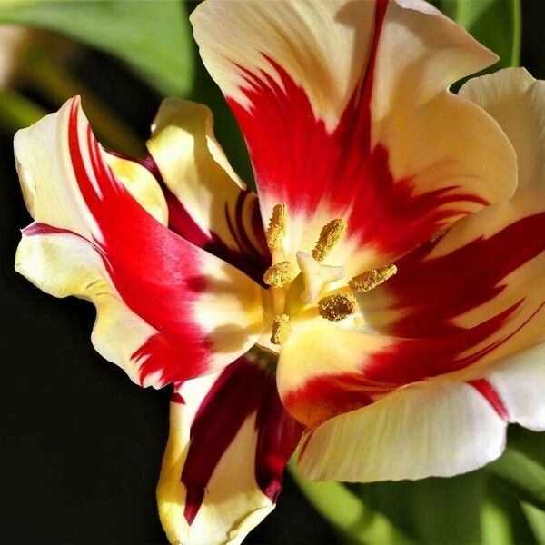 Tulipa agenensis Fleur