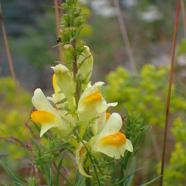 Linaria vulgaris ᱵᱟᱦᱟ