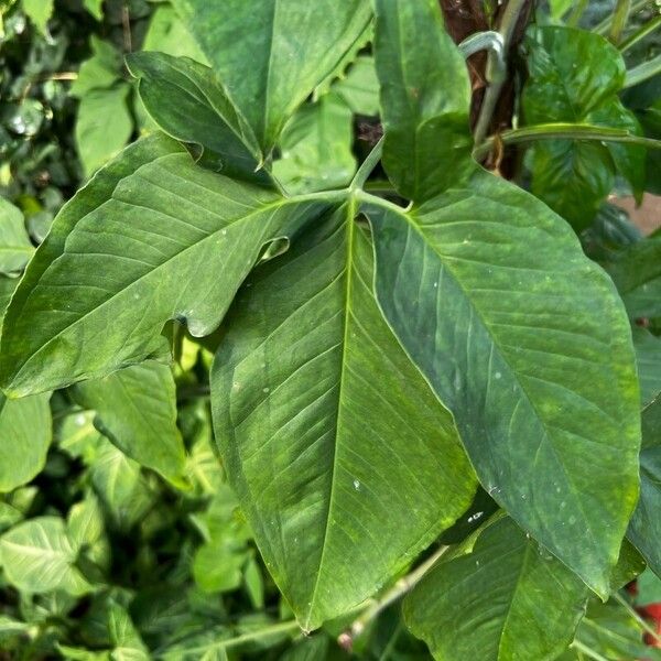 Arisaema dracontium Fuelha