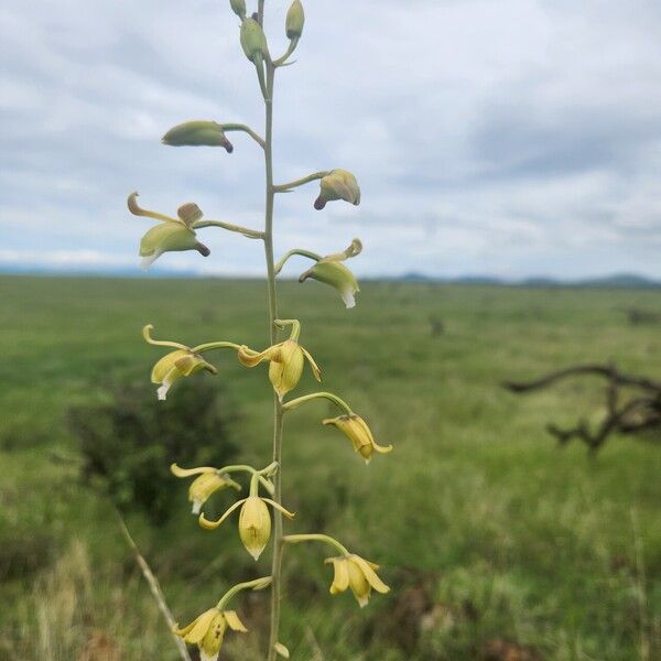 Eulophia petersii Flor