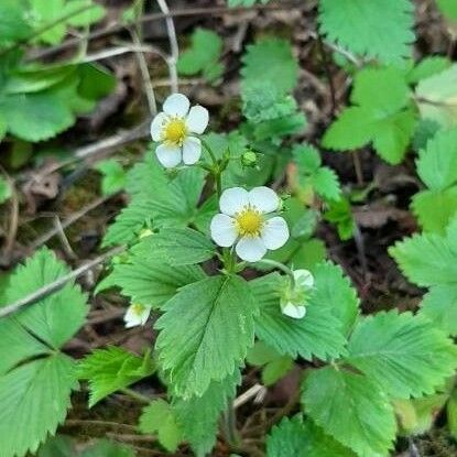 Fragaria virginiana Fruto