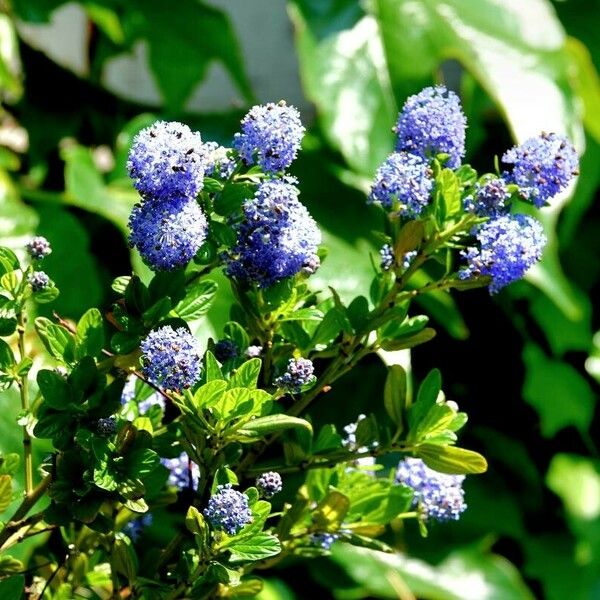 Ceanothus thyrsiflorus Hábito