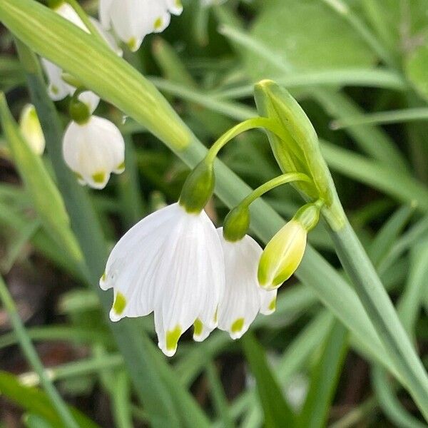 Leucojum aestivum Virág