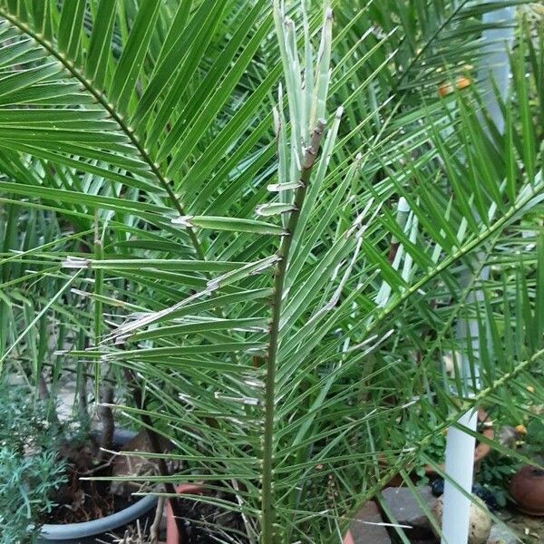 Phoenix canariensis Folha