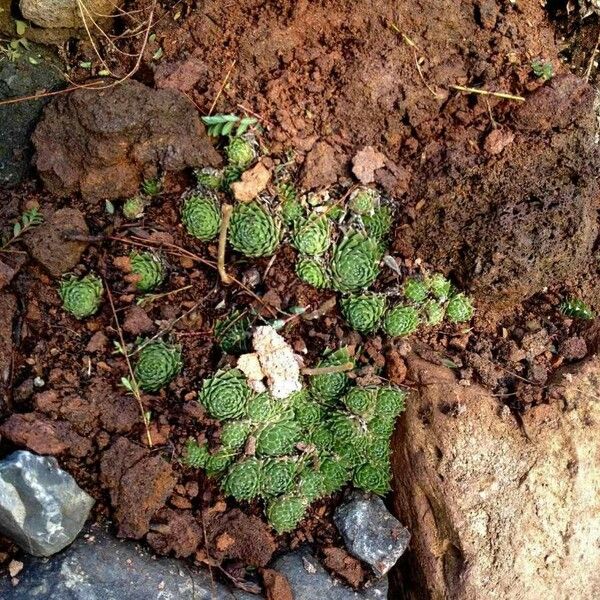 Sempervivum tectorum Foglia