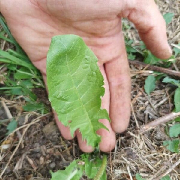 Taraxacum campylodes ഇല