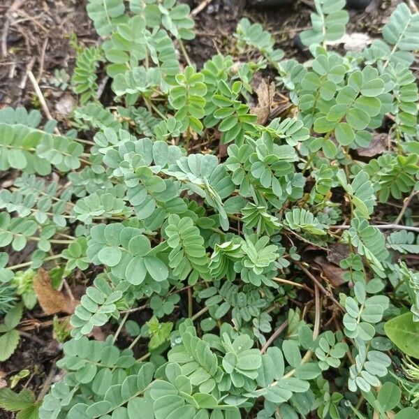 Astragalus alpinus برگ