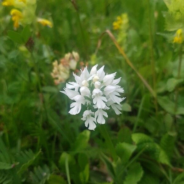 Neotinea conica Floare