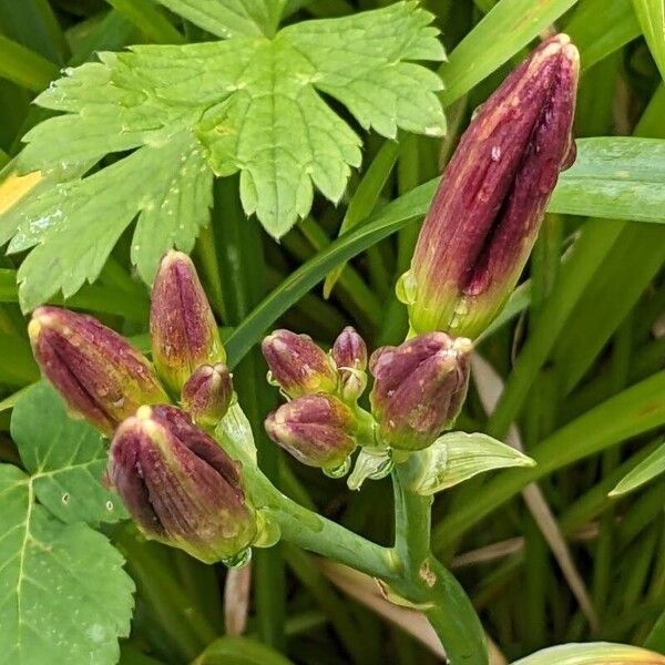 Hemerocallis fulva Květ