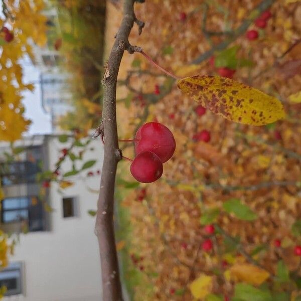 Malus hupehensis ഫലം