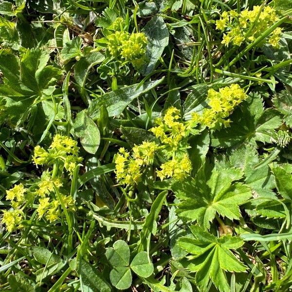 Alchemilla glabra Leaf