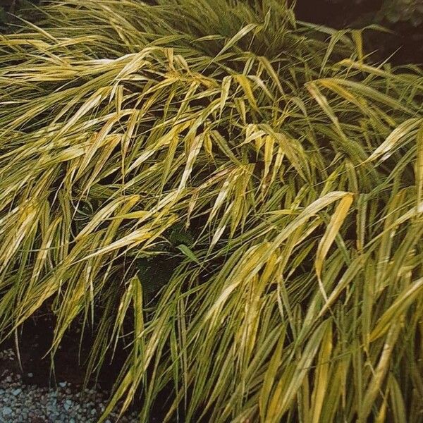 Hakonechloa macra Φύλλο