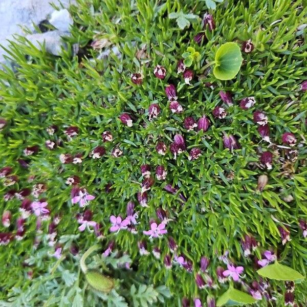 Silene acaulis Blomma