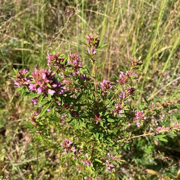 Lespedeza virginica Лист