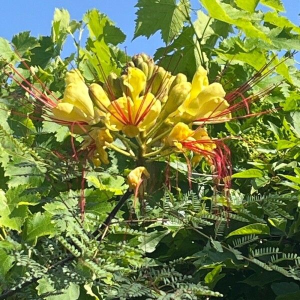 Caesalpinia gilliesii Flors