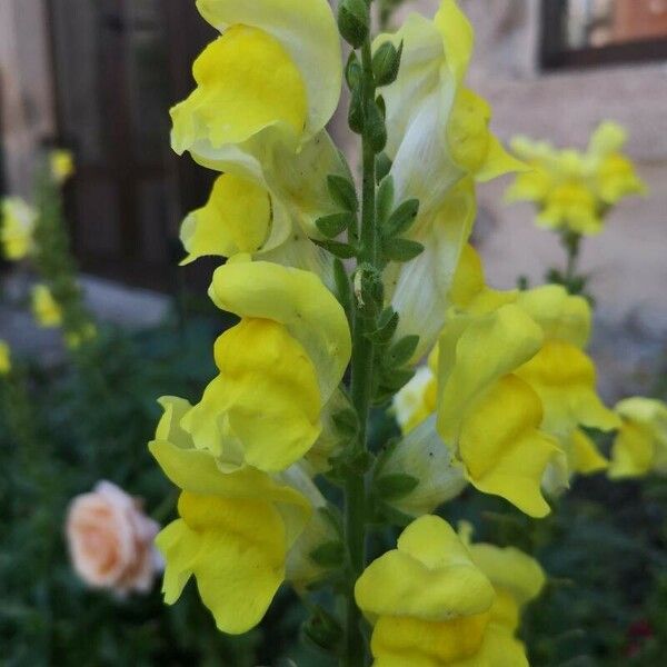 Antirrhinum majus Flower