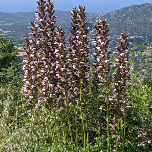 Acanthus spinosus Flower