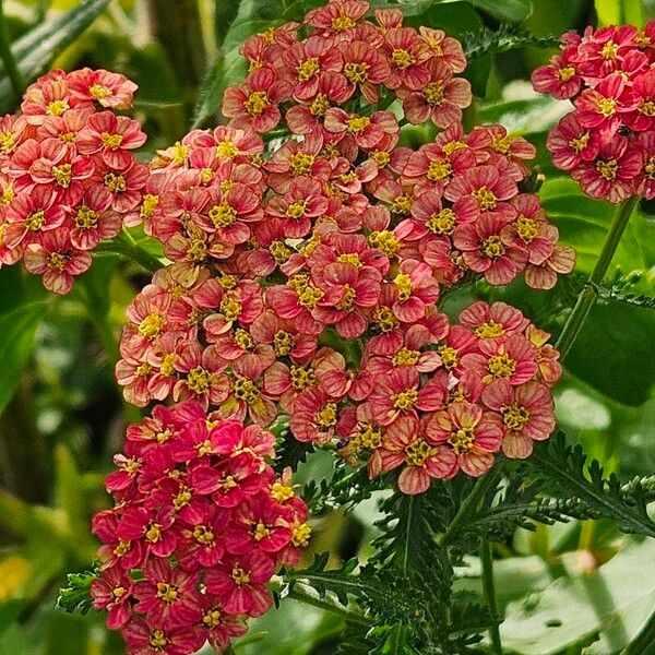 Achillea distans Flor