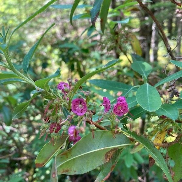 Kalmia angustifolia Flor