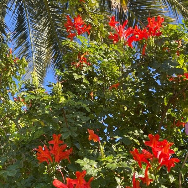 Tecomaria capensis Blomst