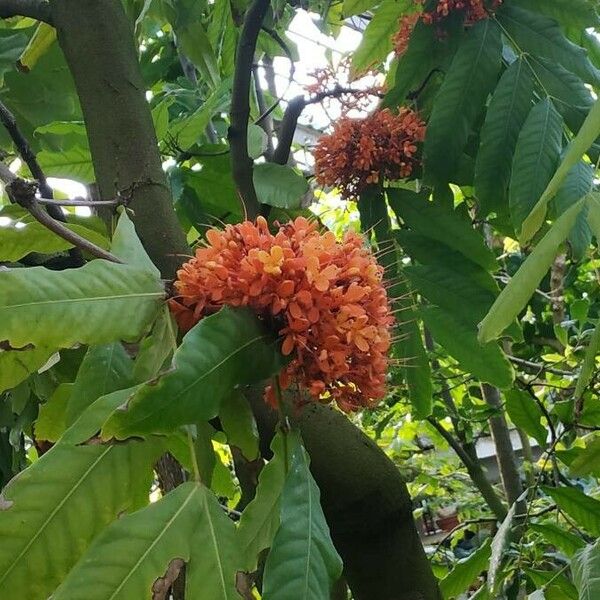 Saraca indica Bloem