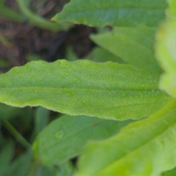 Pseudognaphalium californicum Leaf