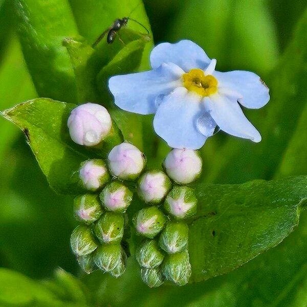 Myosotis scorpioides Virág