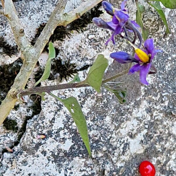 Solanum dulcamara Цветок