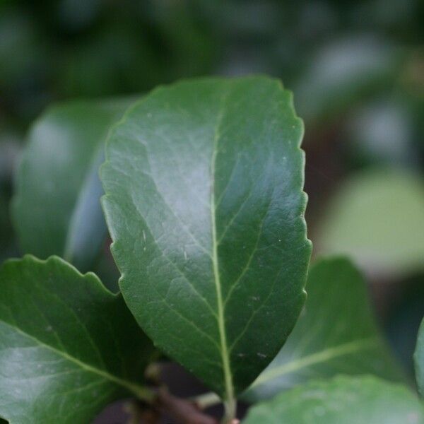 Maytenus canariensis Blad