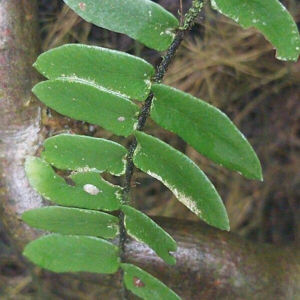 Hemionitis seticaulis Yaprak