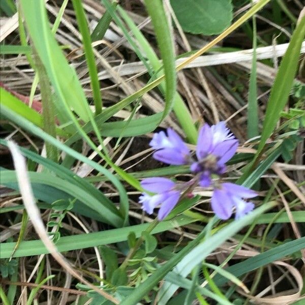 Polygala vulgaris Çiçek