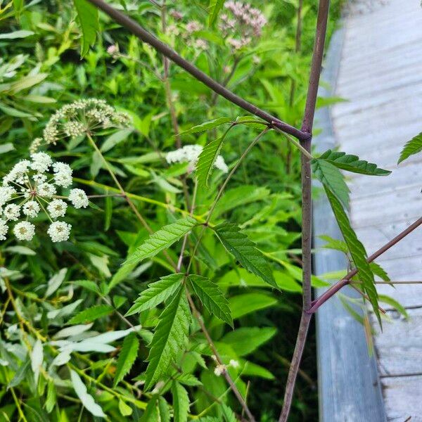 Cicuta maculata Blatt