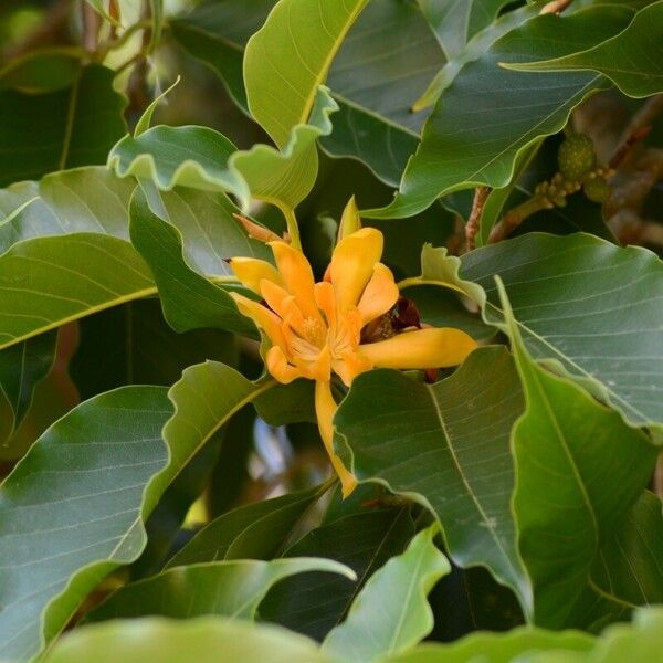 Magnolia champaca ᱵᱟᱦᱟ