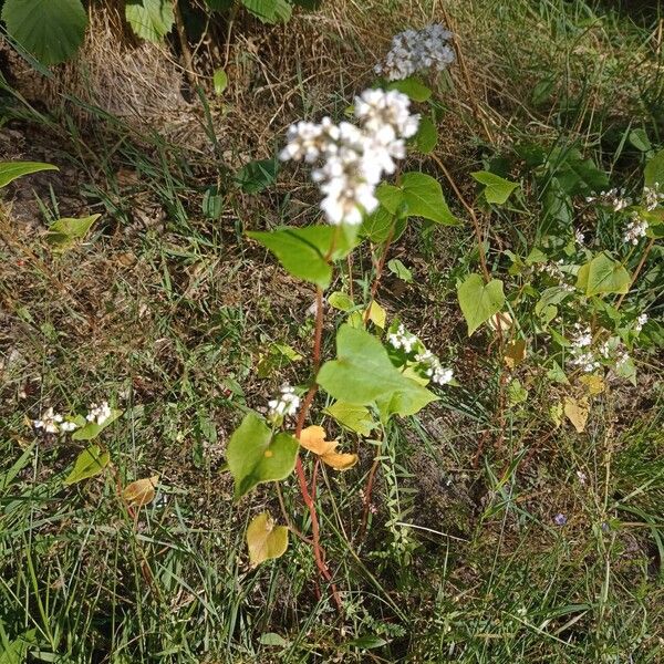 Fagopyrum esculentum Habitus