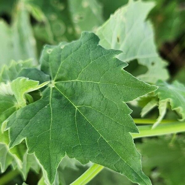 Abutilon grandiflorum Blatt