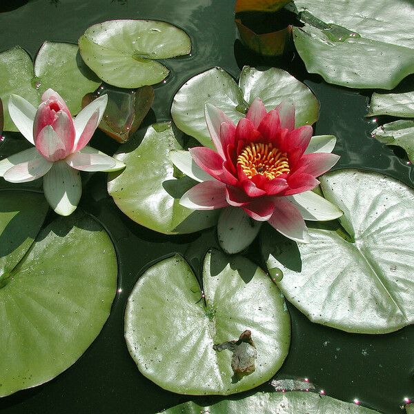 Nymphaea candida 花